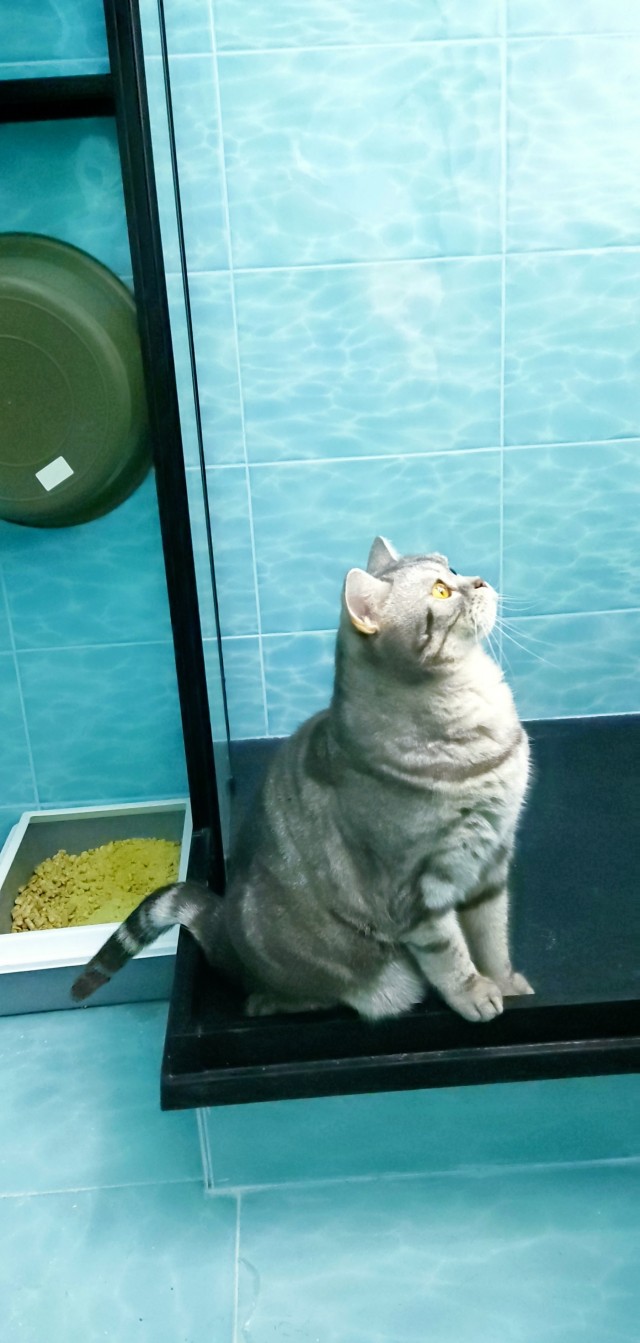 Котовторнику посвящается