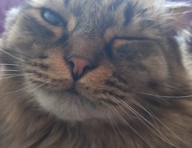 А что это мы котовторник не начинаем? Время пришло!