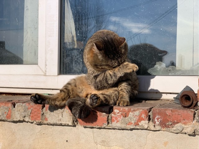 Котовторник вроде.