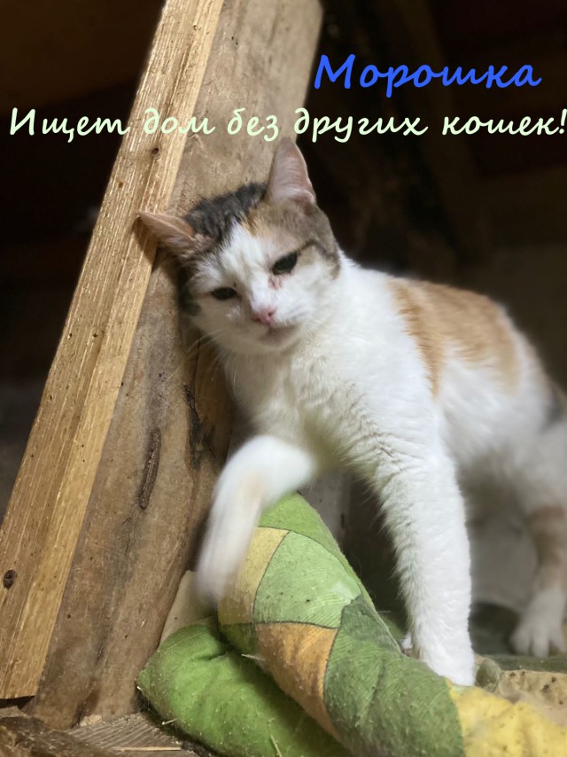 Жизнь домашнего приюта "Котоленд" 332