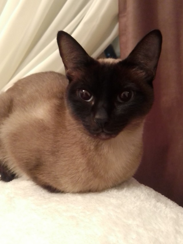 Начну котовторник чуть раньше!