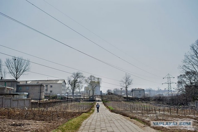 Северная Корея "в цвете"