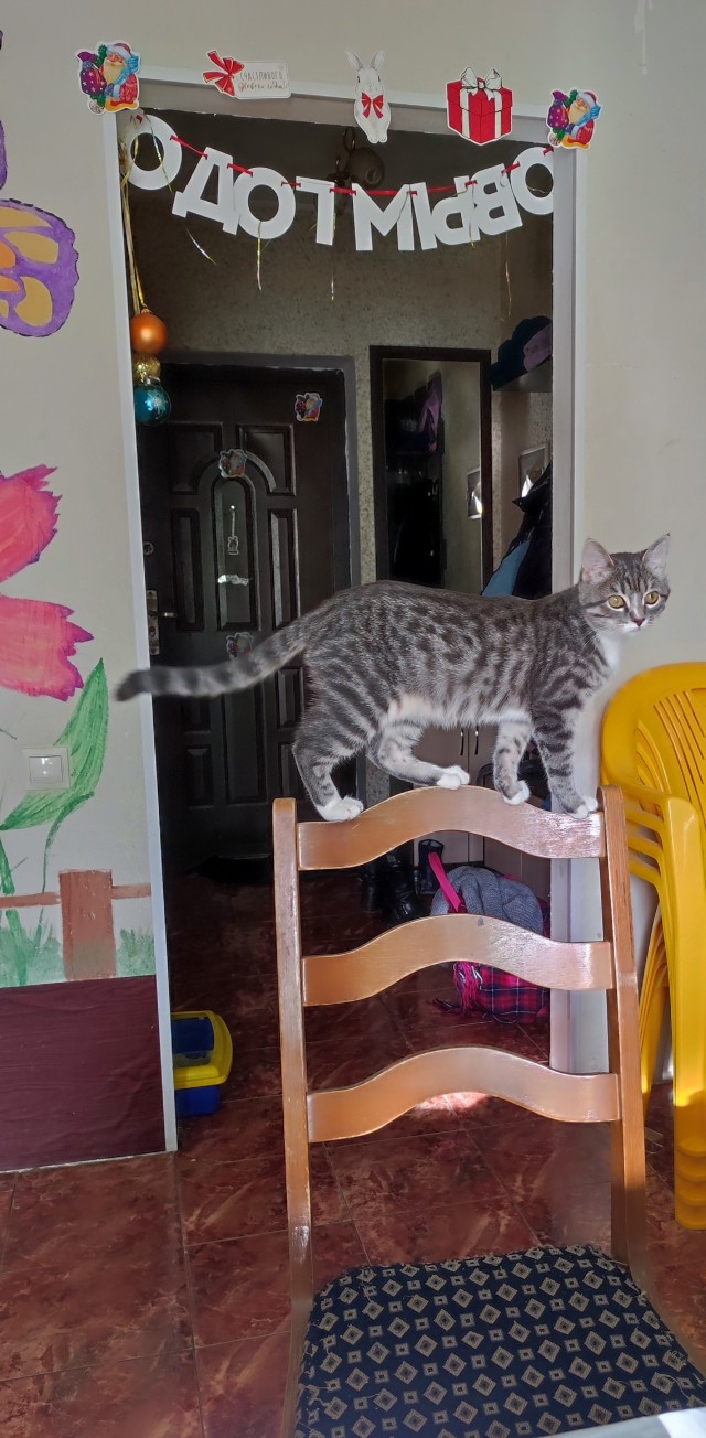 Даёшь котов в этот вторник!