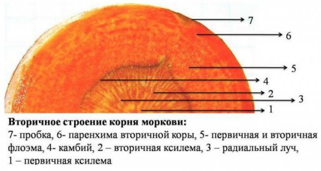 Когда муж - хирург