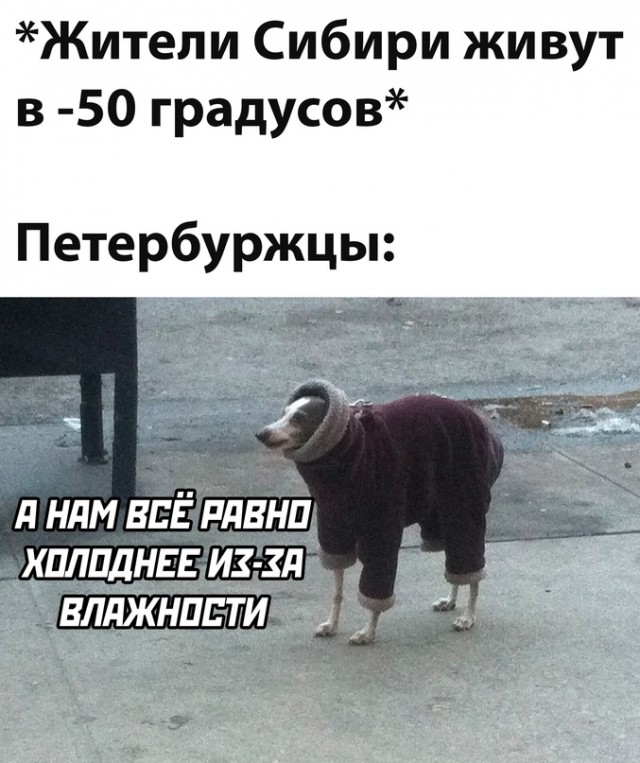 Весёлый полтишок 15.10.23