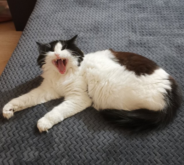 Позы для сна у кошек - что они означают?