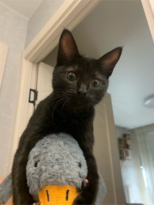 Котовторник