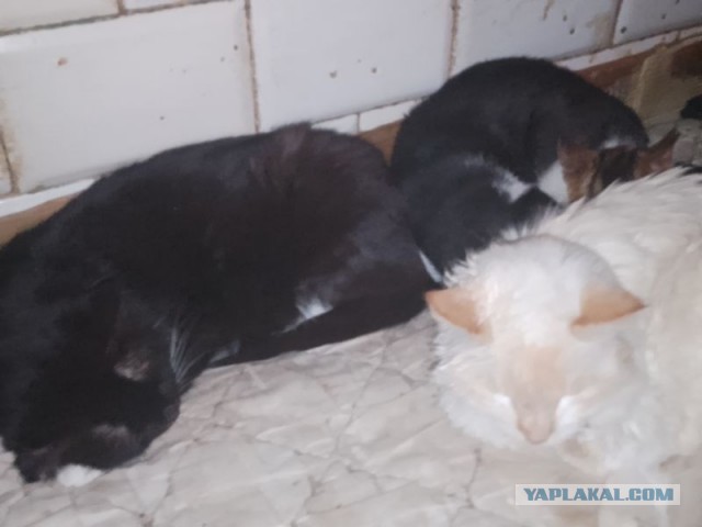 Жизнь домашнего приюта для котеек 478