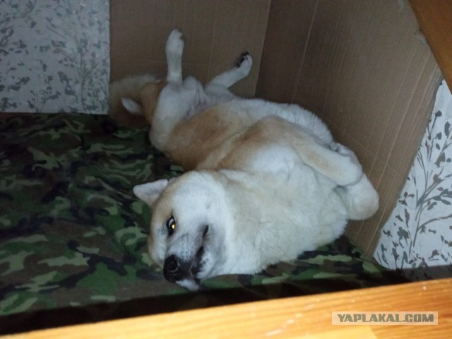 Девочка, которая не бросит