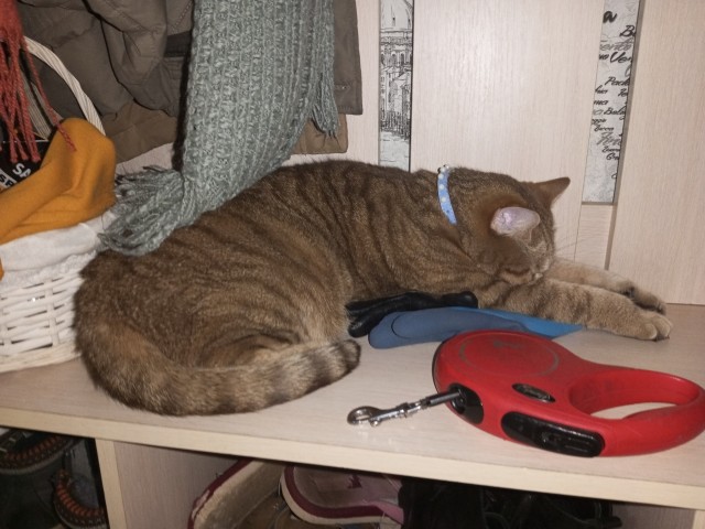 А в следующей жизни я хотел бы быть котом