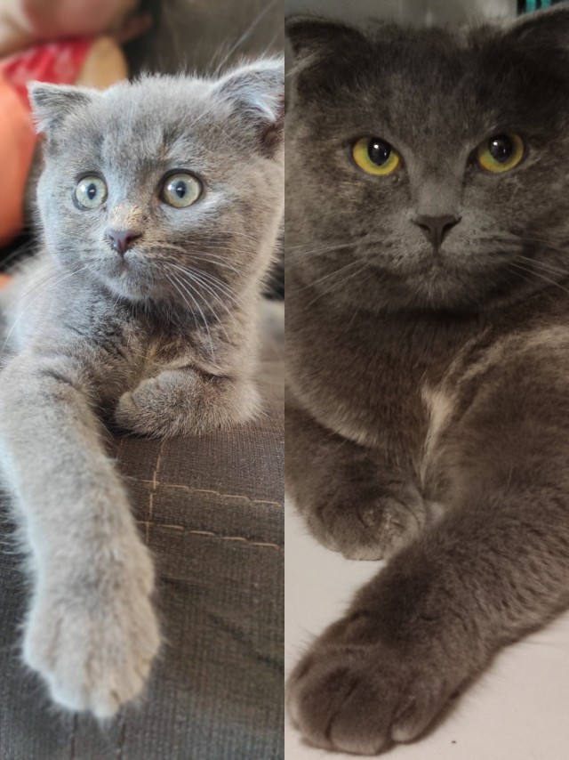 Котовторник, от мала до велика