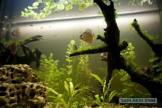 Самодельный аквариумный декор