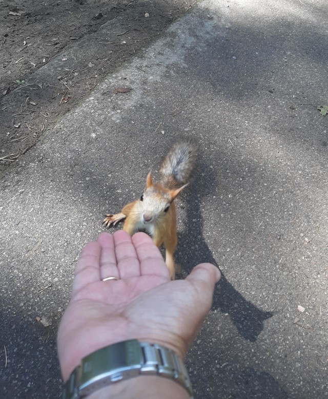 Приятная попрошайка