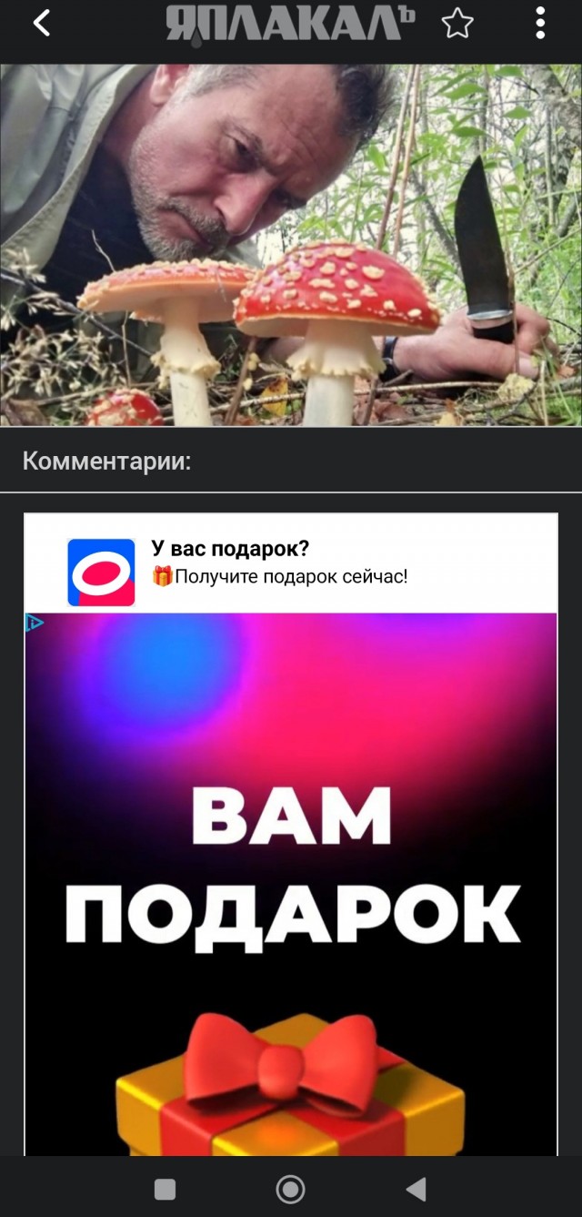 Россия стала поставлять тонны мухоморов Америке