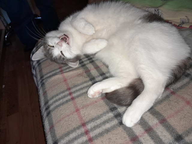 Котовторник 05/11/2024