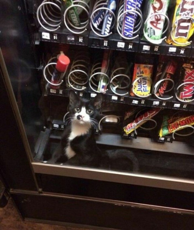 Котовторник в картинках