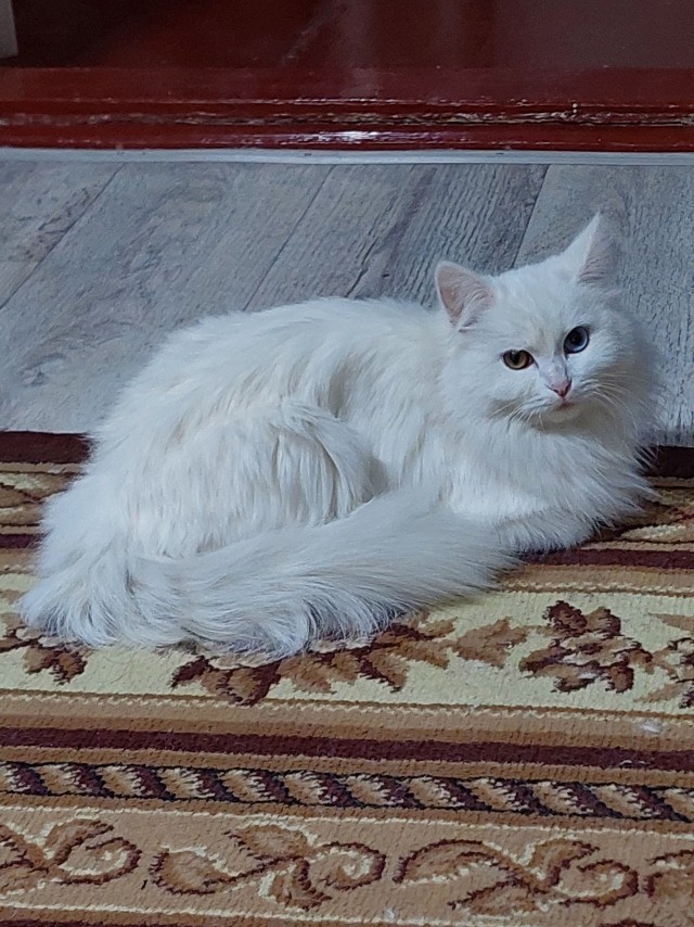 Мои сибирские красотки