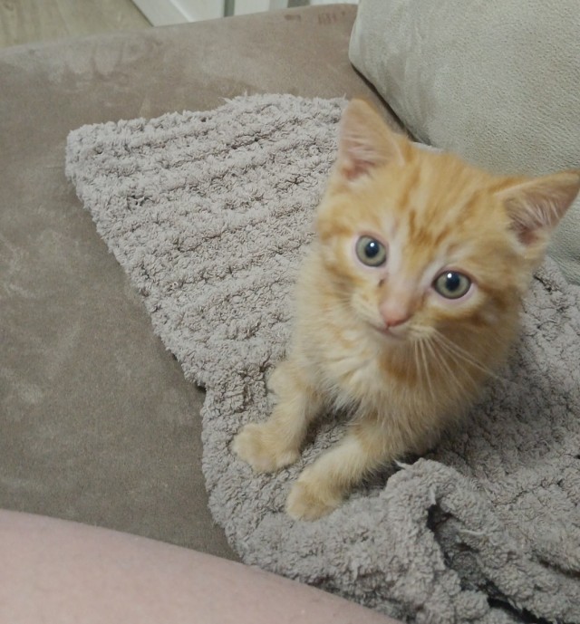 Мой кот