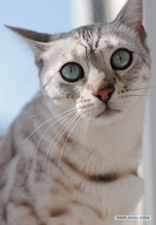 О бенгальских котах на наглядном примере