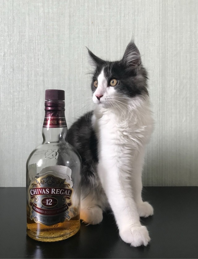 Котовторник! Успел!)