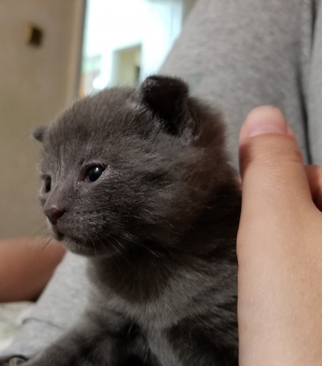 Спящий кот