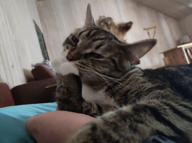 Тёплое, лаповое к котовторнику.
