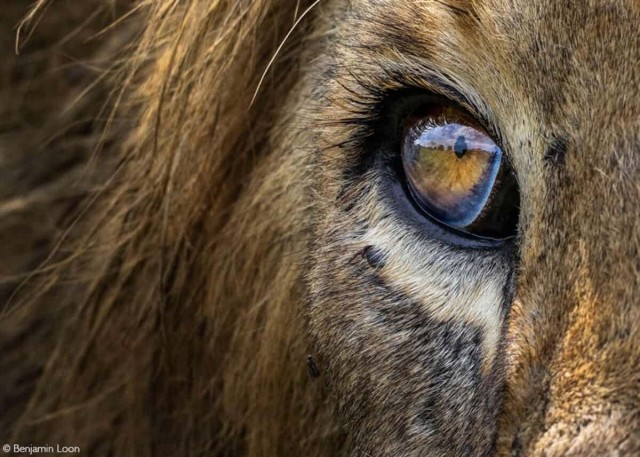 Объявлены победители фотоконкурса Africa Geographic Photographer of the Year 2025