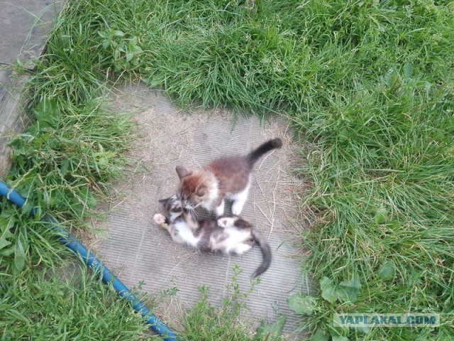 Жизнь домашнего приюта для котеек 553