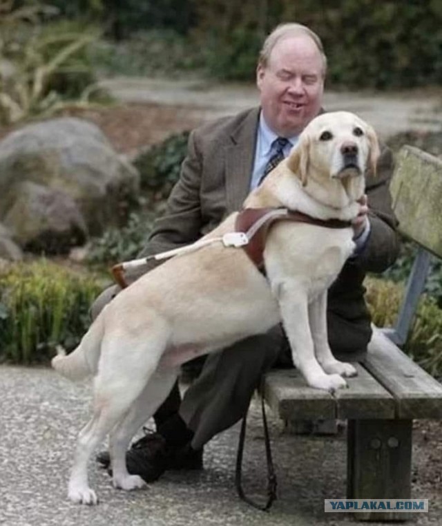 Дейзи - первая гражданская собака, завоевавшая Медаль Почета в Нью-Йорке!