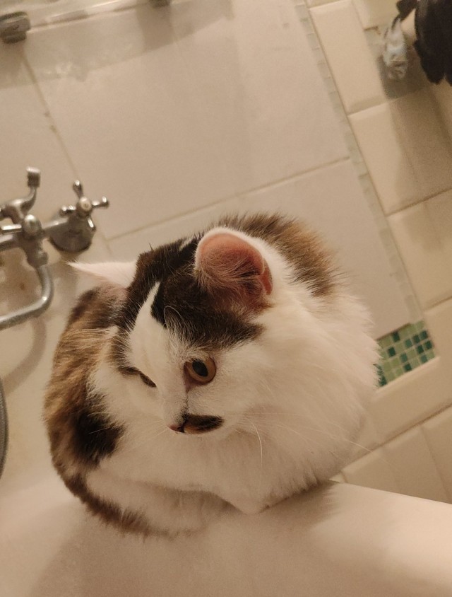 Спасение котейки