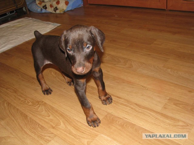 А у Даны д.р. Ей 11 лет..