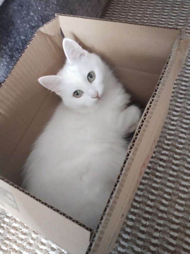 Котовторник наступил