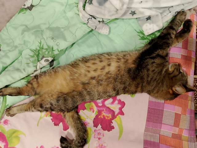 Сегодня котовторник, собак нафиг!