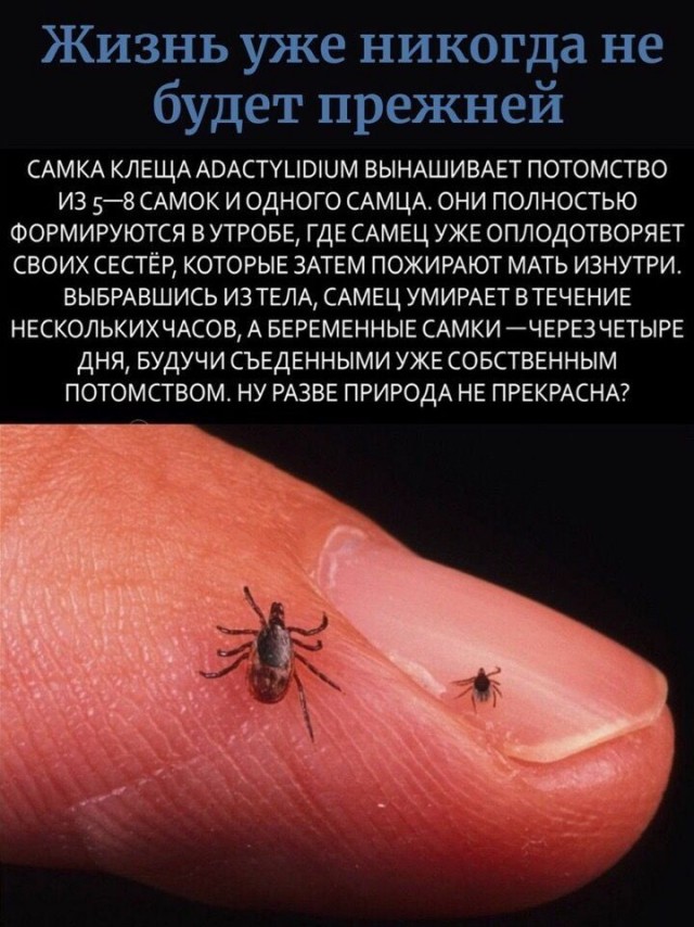 В Англии запретят приготовление живых лобстеров и крабов в кипятке