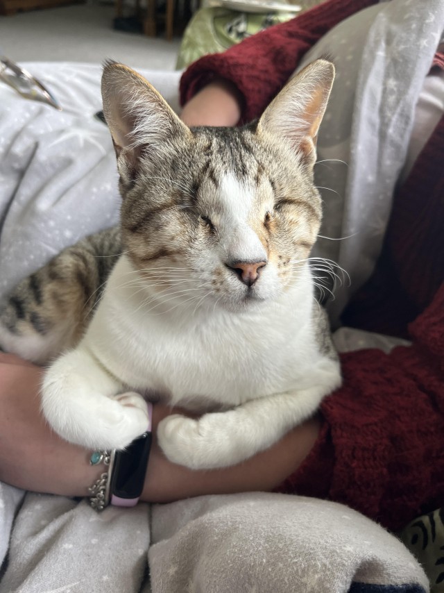 Необычный котёнок Бенни и его друзья