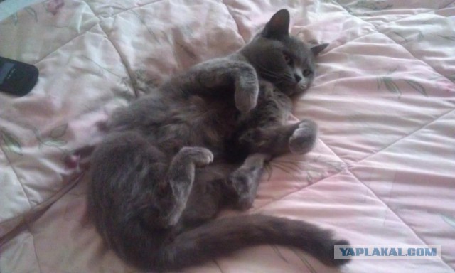 Котовторник  30.07.2013