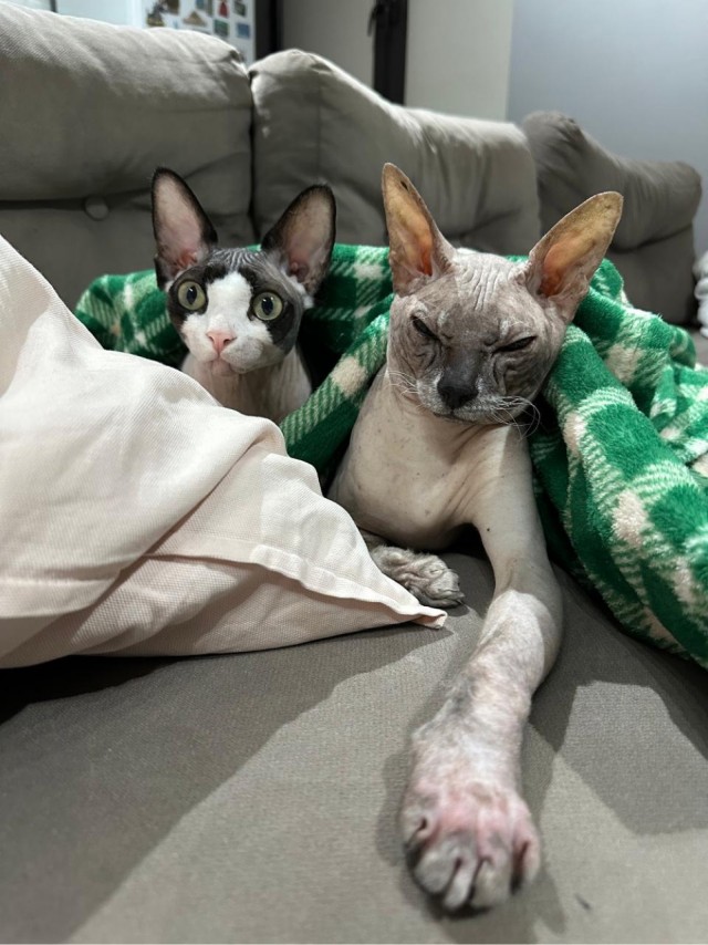 Доброе утро котаны!