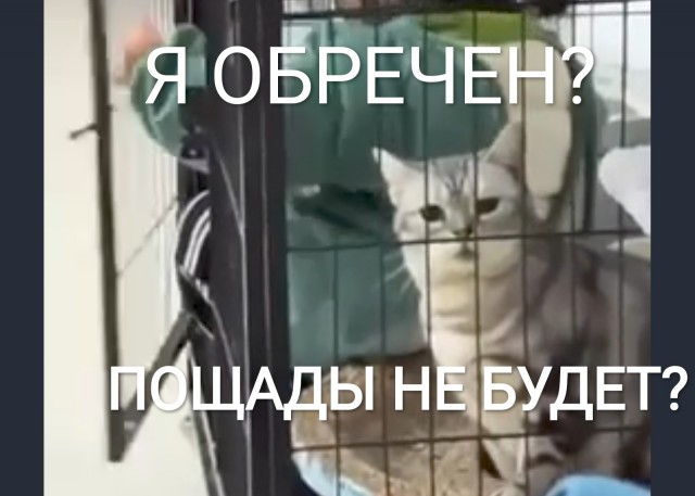 Коты берут весь удар на себя