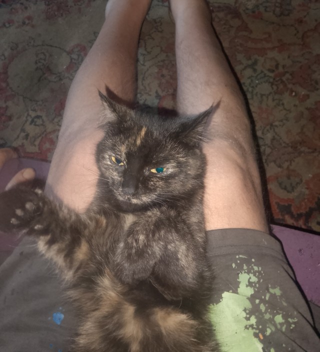 Котовторник.начало.