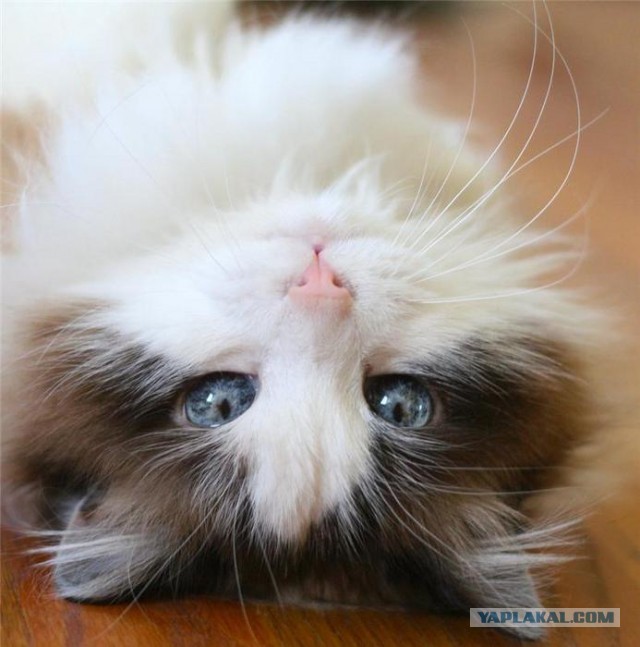 Миролюбивые кошаки Рэгдолл