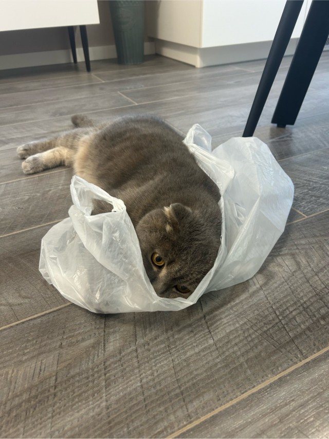 Котовторник 29.09.2026