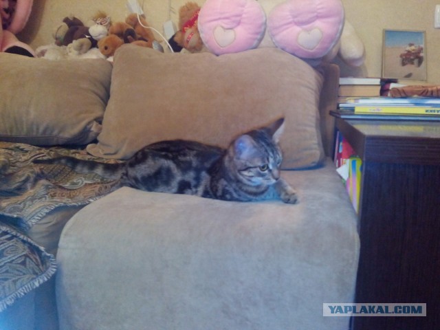 Кошка с уникальной привязанностью к людям