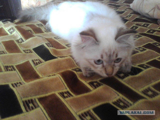 Котовторник 4.02.2014