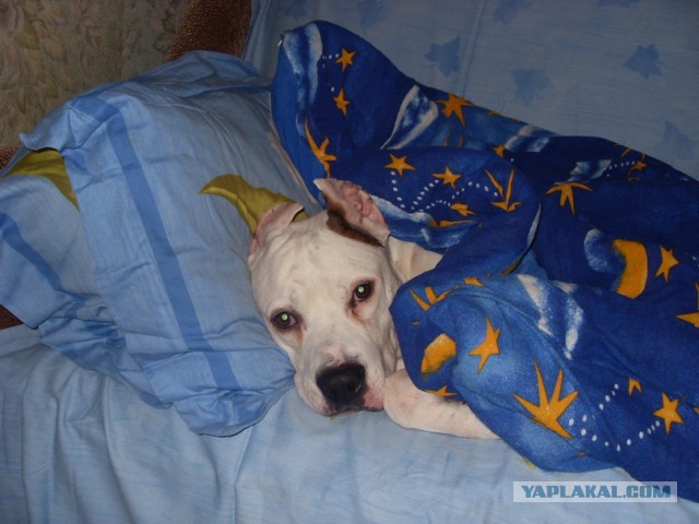 Как собаки встречают и провожают хозяев