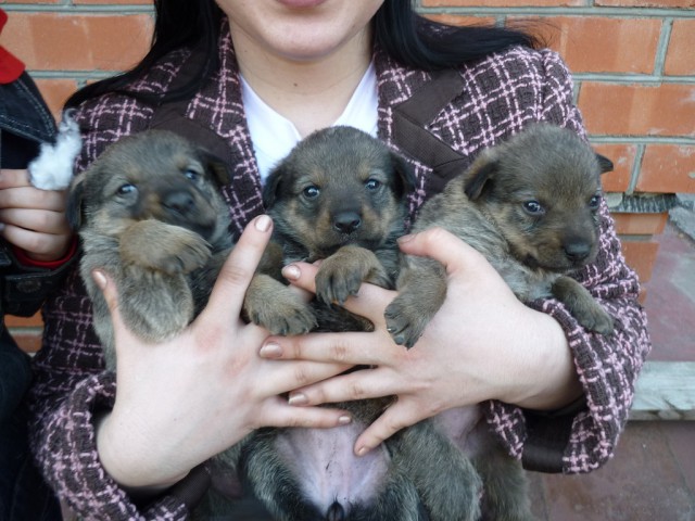 Собакочетверг