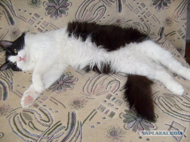 Котовторник 6.05.2014