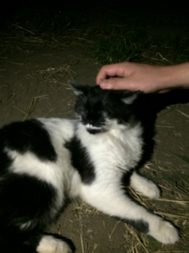 Котовторник 17.06.2014