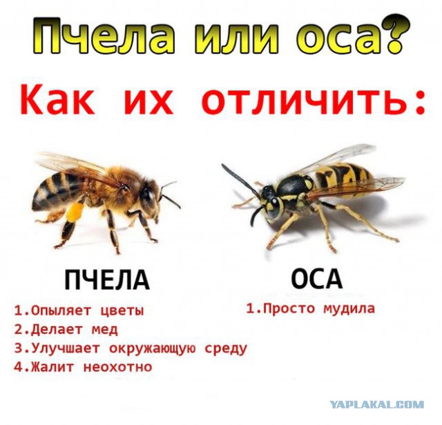 Угадайте, кто под клумбой живет?