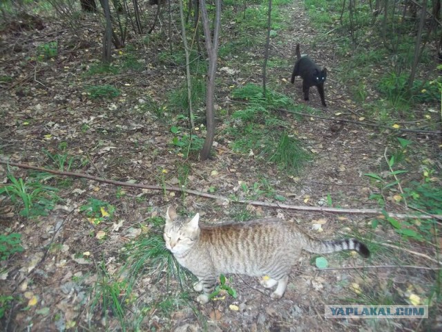 Жизнь домашнего приюта для котеек 16