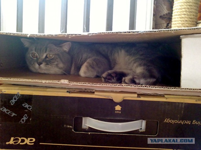Котовторник  08.07.2014